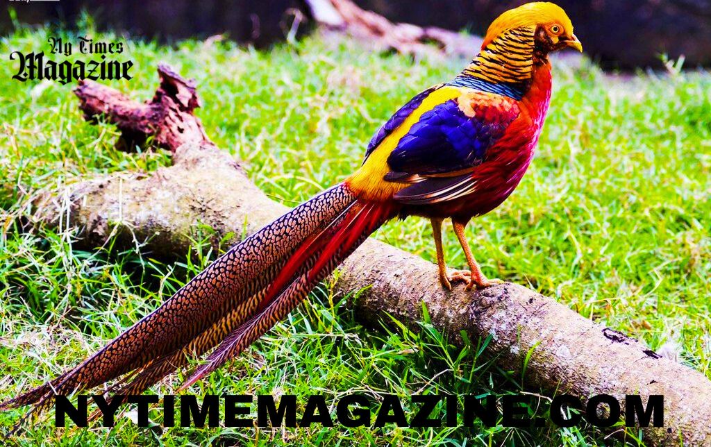 Nature's Masterpieces the 30 Most Beautiful Birds of the World